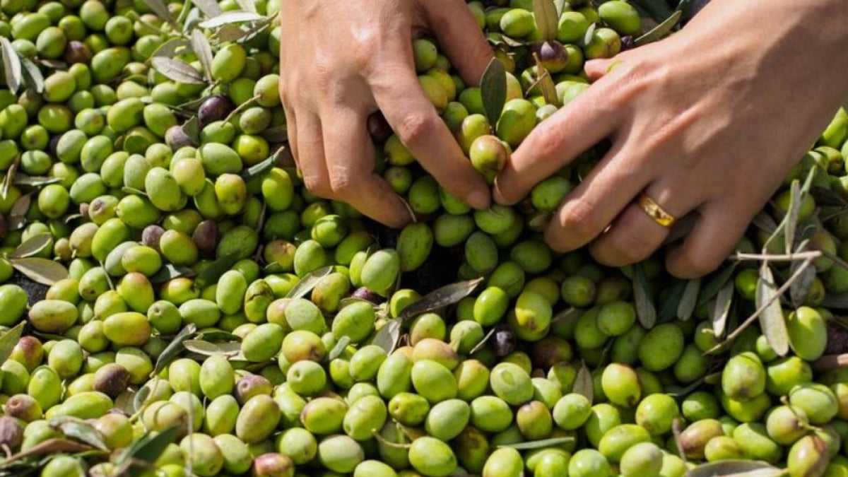 Hands sorting through green olives on a bed of leaves