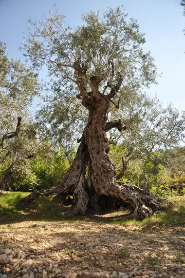 Old olive tree with a gnarled trunk in a natural setting