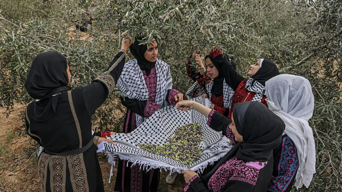 Organic Palestine Olive Oil: Nature’s Finest, Delivered to Your Table