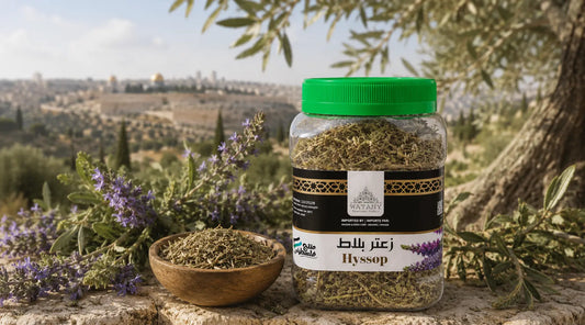 Biblical Hyssop (Zaatar Balat / Zaatmanah): Palestinian Wild Herb Guide