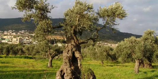 Al-Rama .. a Palestinian village with the best olives in the world